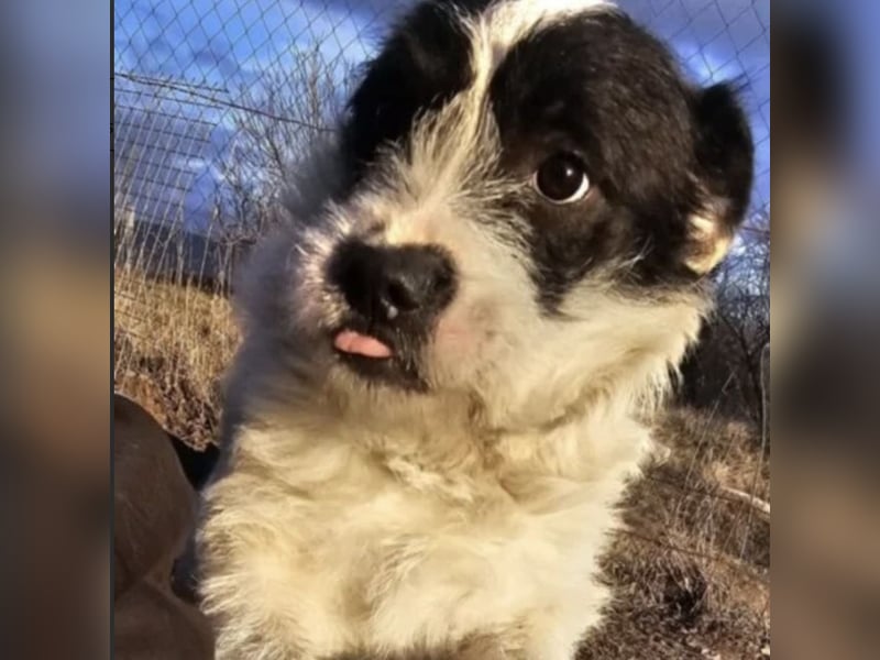 NIMERIA - VOLLER LIEBE