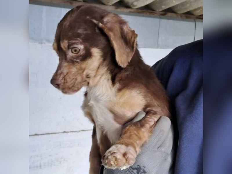 PETYA - VOLLER HOFFNUNG