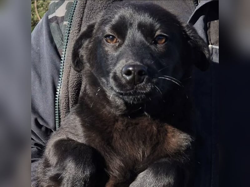 Negrita - Pfotenpartner fürs Leben