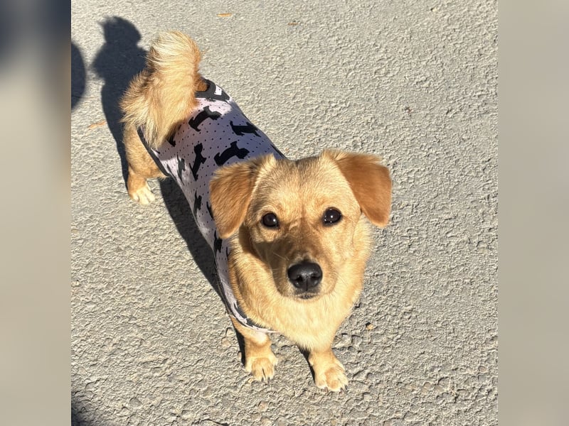 MANNY - AUFGEWECKTE HÜNDIN