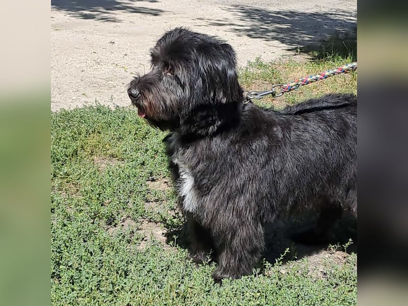 MORGO - BESITZER VERSTORBEN