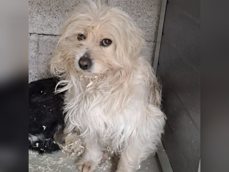 Toffi - bereit für Liebe