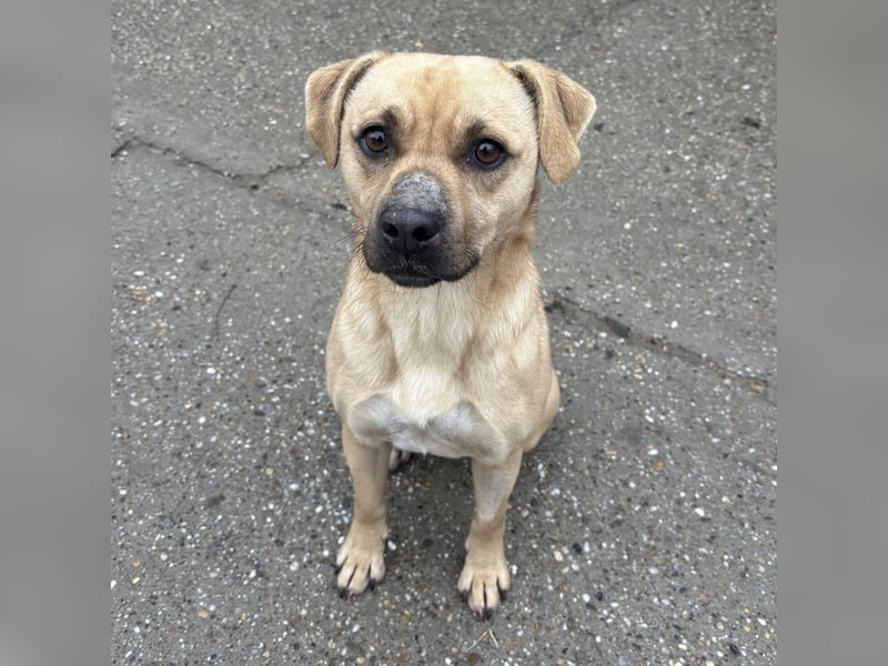 SAMU SUCHT SEIN GLÜCK