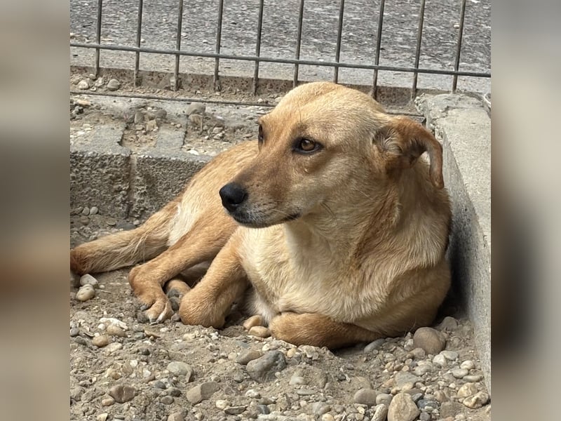 Csezi sucht Schutz