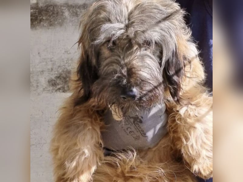 CSOMI SUCHT LIEBEVOLLES ZUHAUSE