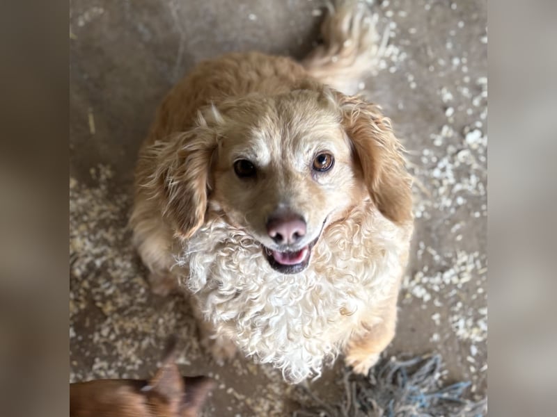 DERIA - ALLEIN ZURÜCK GELASSEN
