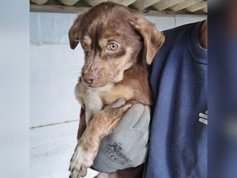 PETYA - VOLLER HOFFNUNG