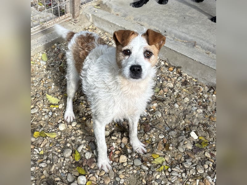 Zsani - Heimathafen gesucht!