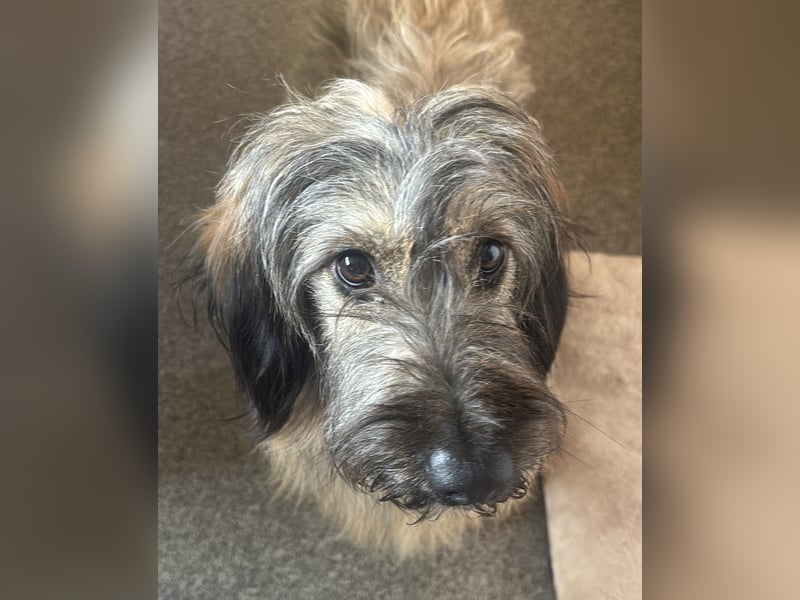 CSOMI SUCHT LIEBEVOLLES ZUHAUSE