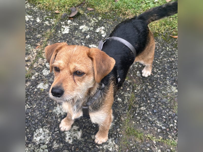 CSÍBORA – JUNGE HÜNDIN MIT GROSSEM HERZ