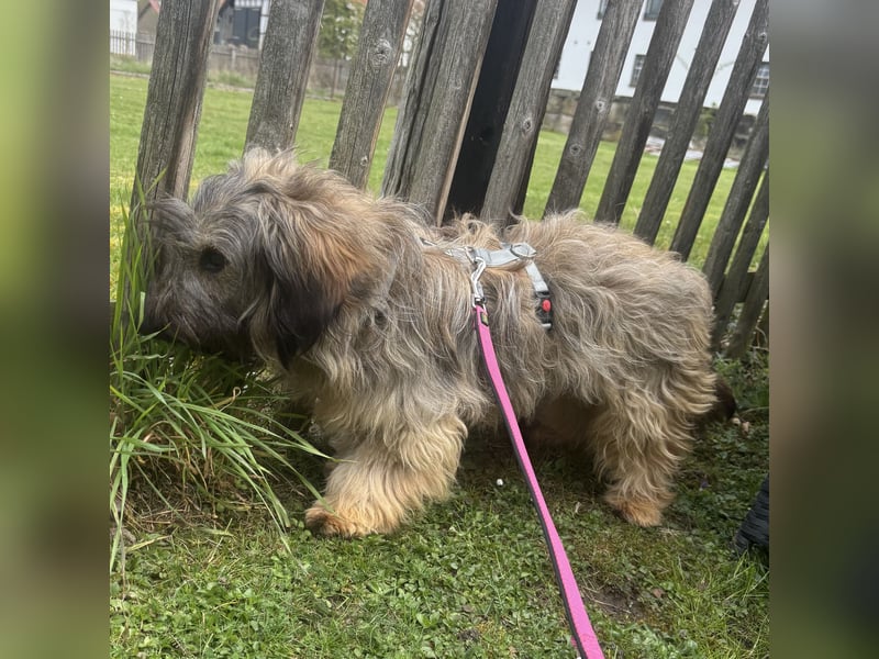 CSOMI SUCHT LIEBEVOLLES ZUHAUSE