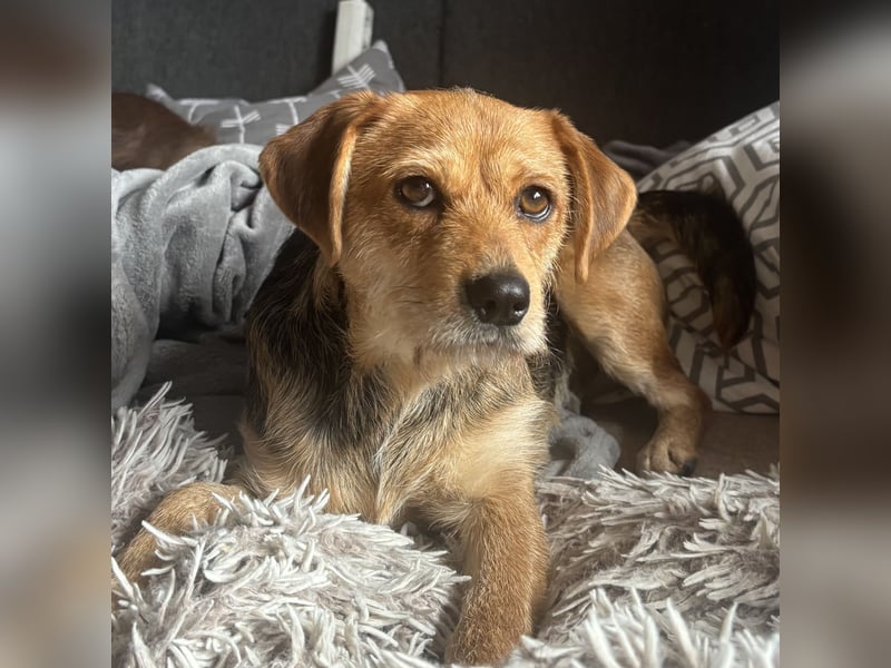 CSÍBORA – JUNGE HÜNDIN MIT GROSSEM HERZ