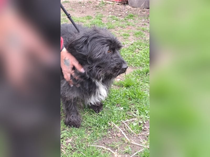 MORGO - BESITZER VERSTORBEN