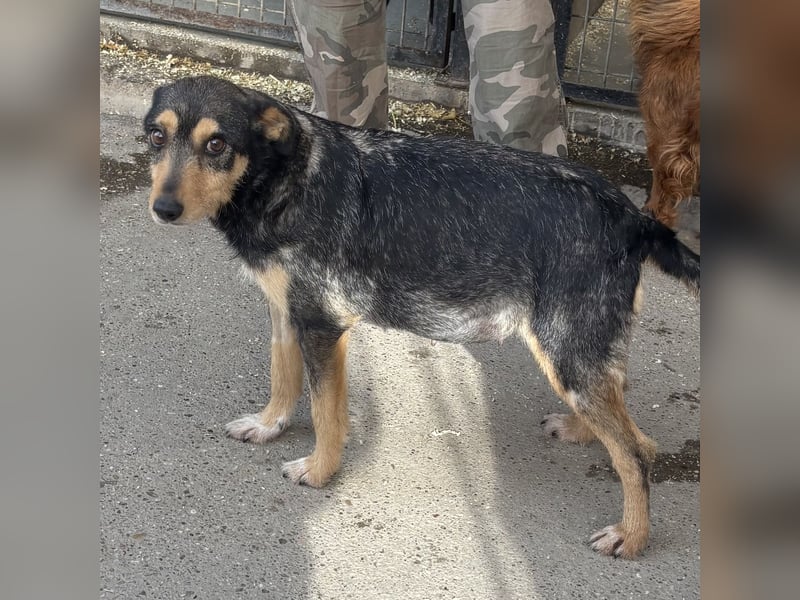 Loxi - ein Herz auf vier Pfoten