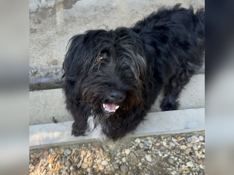 MORGO - BESITZER VERSTORBEN