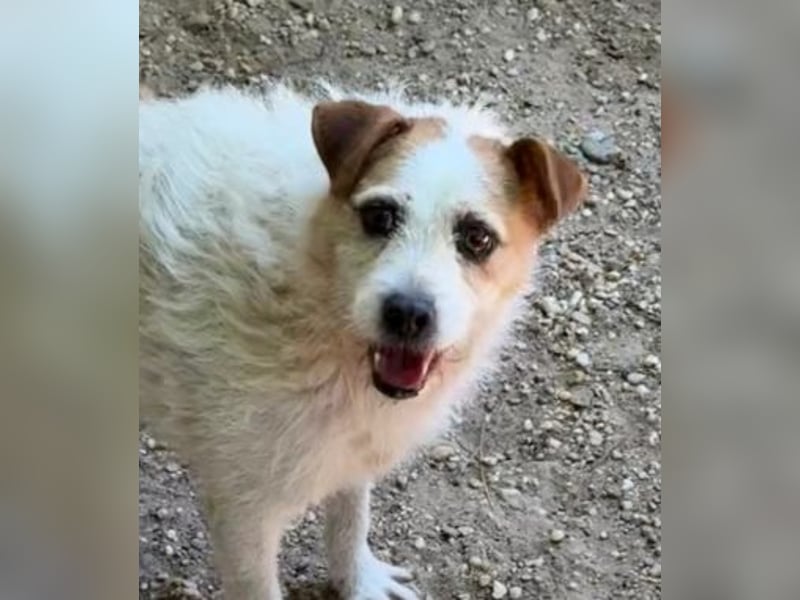 Zsani - Heimathafen gesucht!