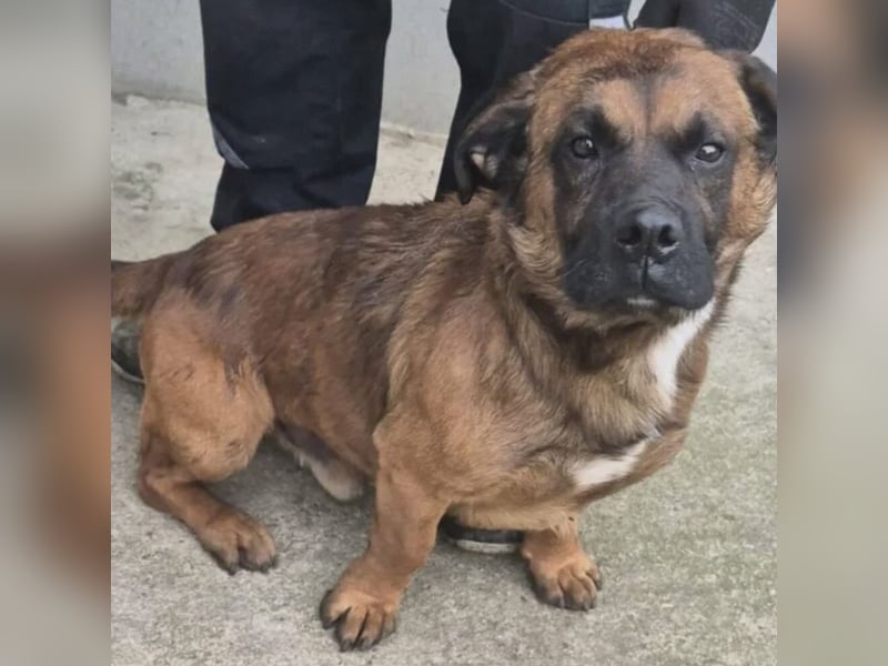 GONZI MÖCHTE ENDLICH LOSSPAZIEREN