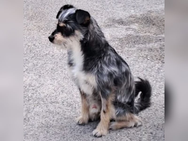 Komi hat sein Herrchen verloren