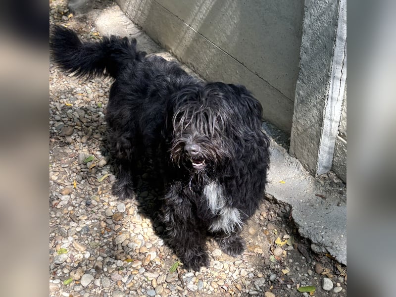 MORGO - BESITZER VERSTORBEN