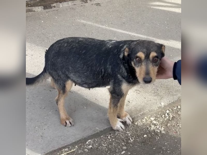 Loxi - ein Herz auf vier Pfoten