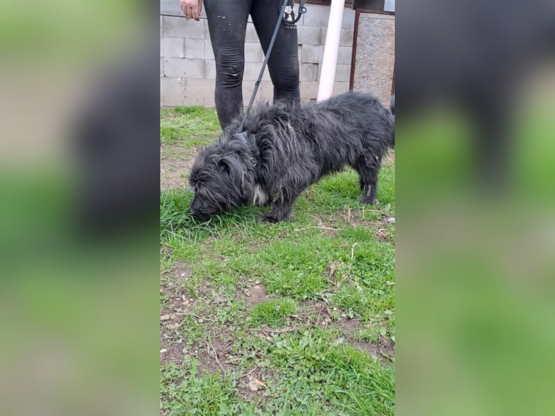 MORGO - BESITZER VERSTORBEN