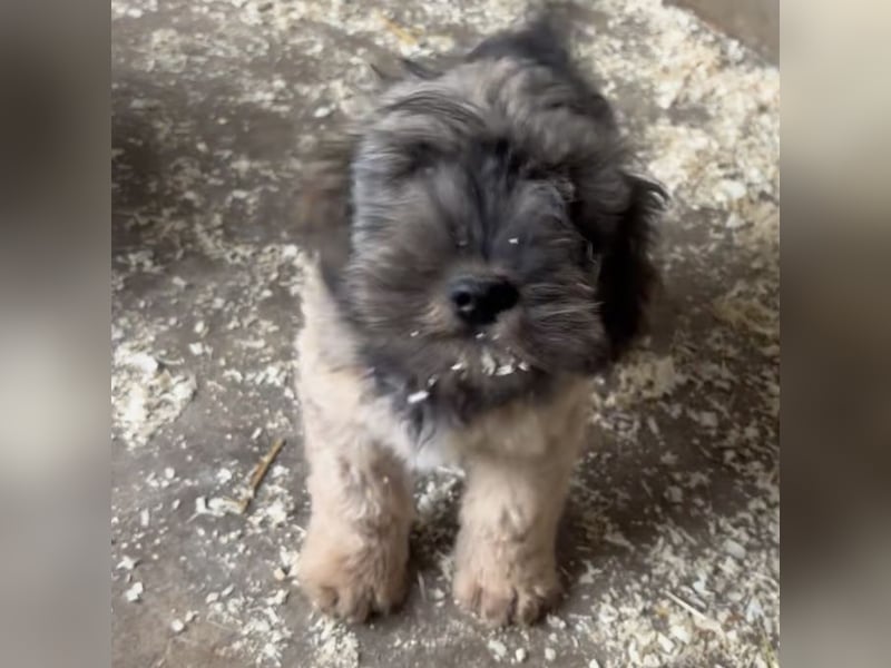 TEDDY - KLEINER ENTDECKER