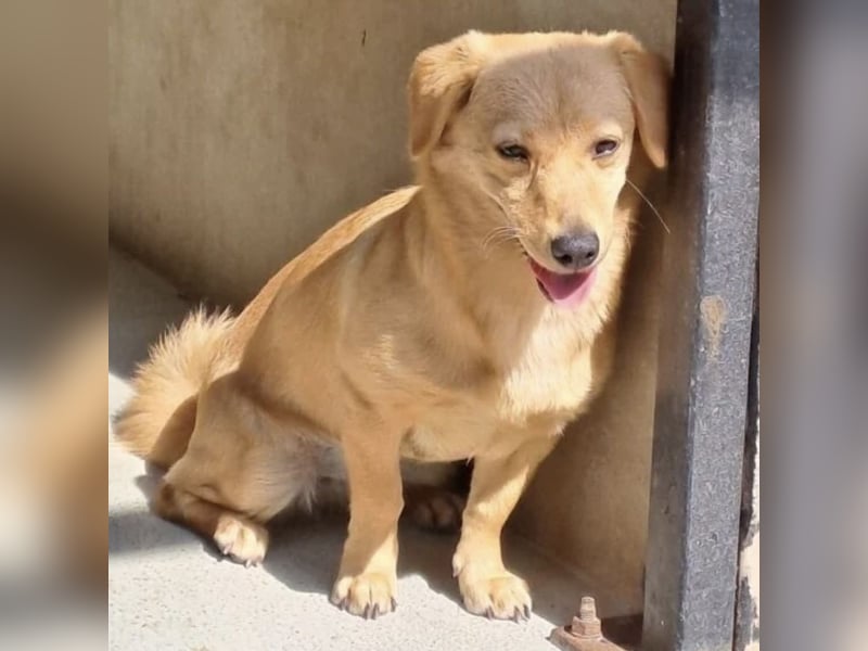 MANNY - AUFGEWECKTE HÜNDIN