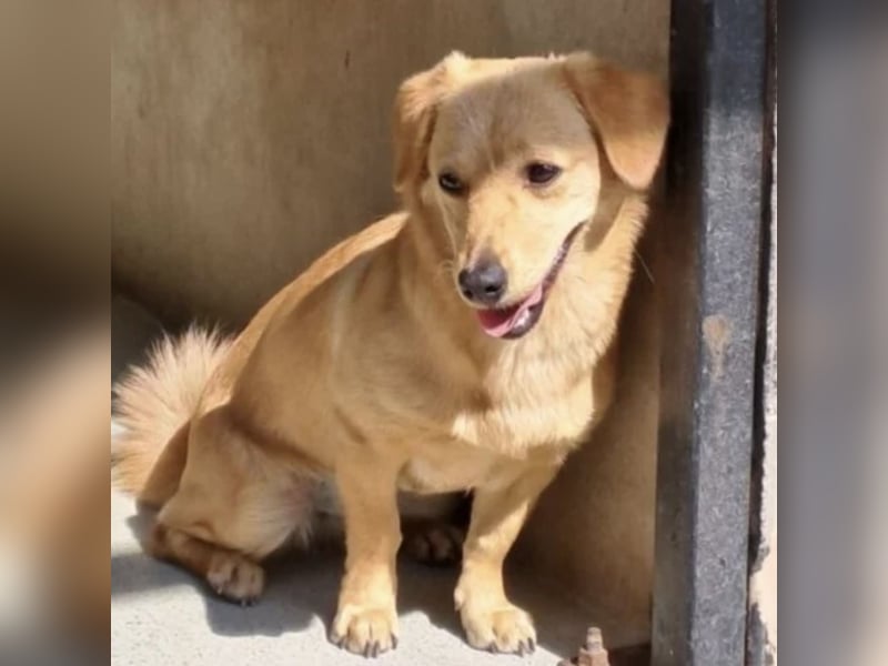 MANNY - AUFGEWECKTE HÜNDIN