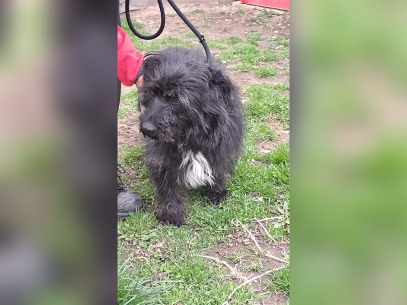 MORGO - BESITZER VERSTORBEN