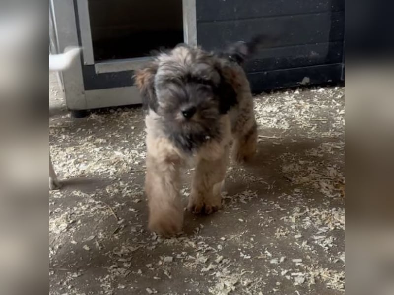 TEDDY - KLEINER ENTDECKER