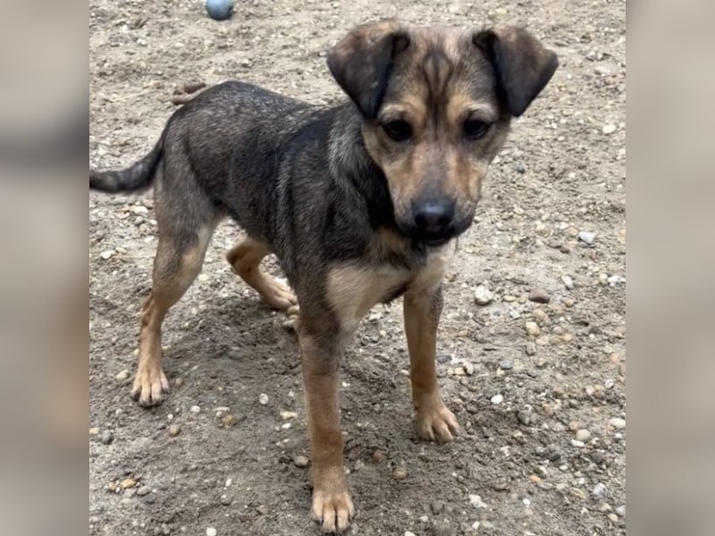 BORIKA IST NOCH SCHÜCHTERN