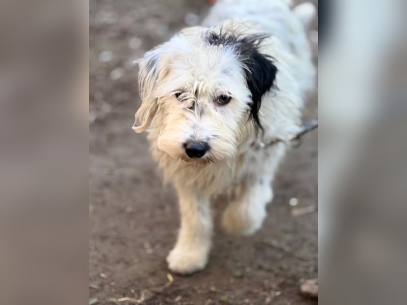 Cuki, Malteser Mix, Pflegestelle in 48249 Dülmen