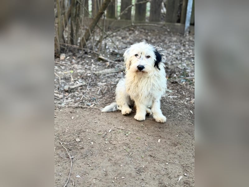 Cuki, Malteser Mix, Pflegestelle in 48249 Dülmen