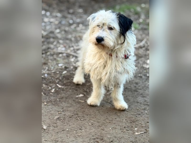 Cuki, Malteser Mix, Pflegestelle in 48249 Dülmen