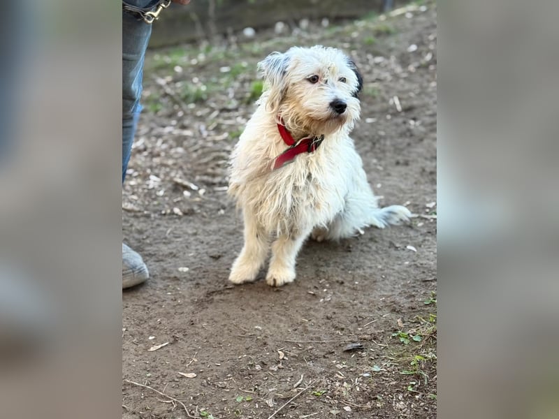 Cuki, Malteser Mix, Pflegestelle in 48249 Dülmen