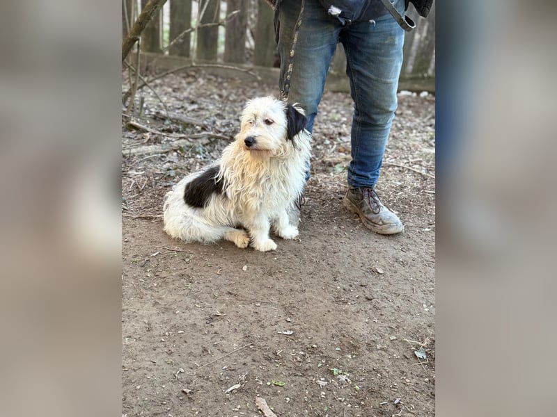 Cuki, Malteser Mix, Pflegestelle in 48249 Dülmen