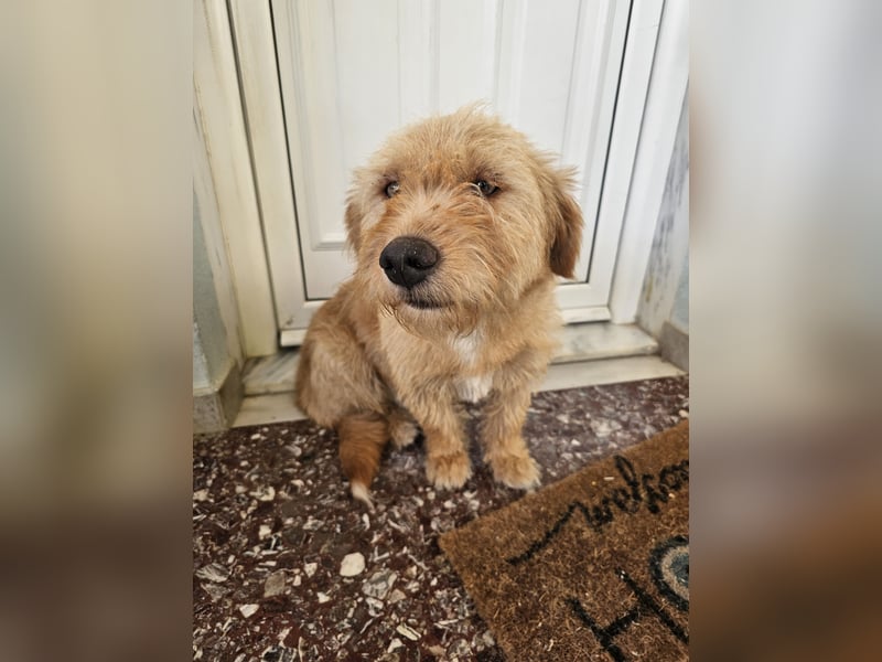 Hund Hündin Kastriert Bundesweite Vermittlung Tierschutz
