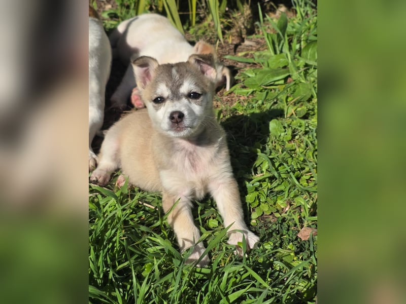 Hund Rüde Welpe Tierschutz Bundesweite Vermittlung