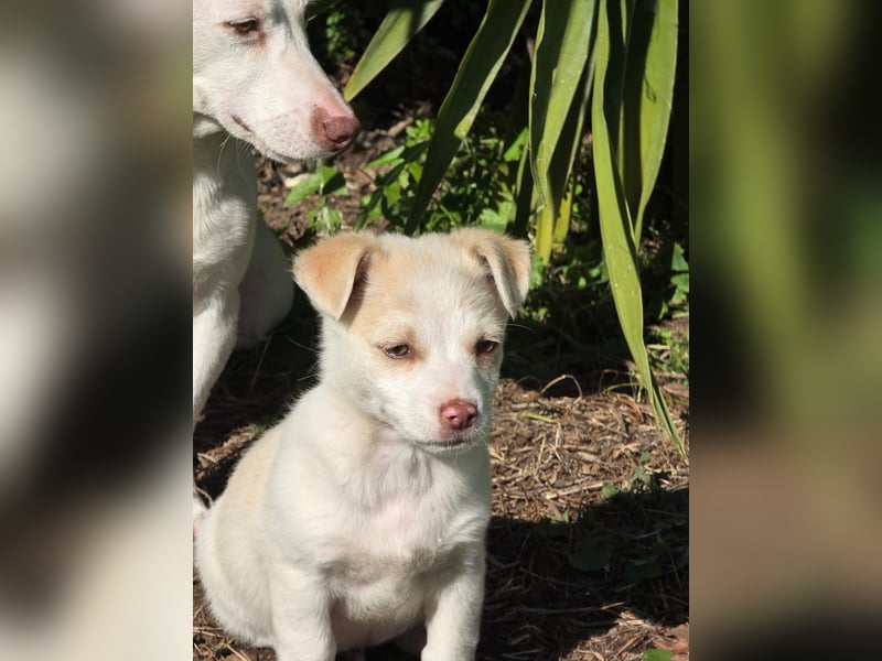 Hund Rüde Welpe Tierschutz Bundesweite Vermittlung