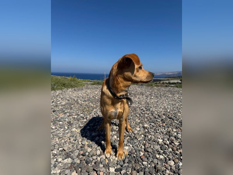 Hund Rüde Tierschutz Bundesweite Vermittlung Klein
