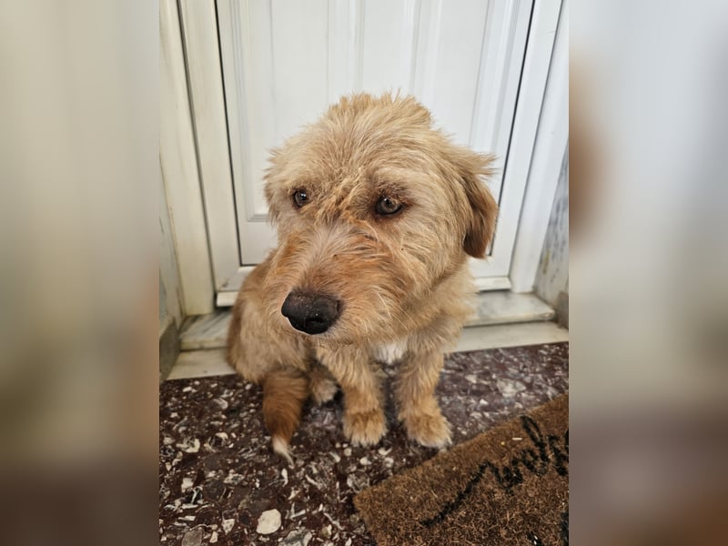 Hund Hündin Kastriert Bundesweite Vermittlung Tierschutz