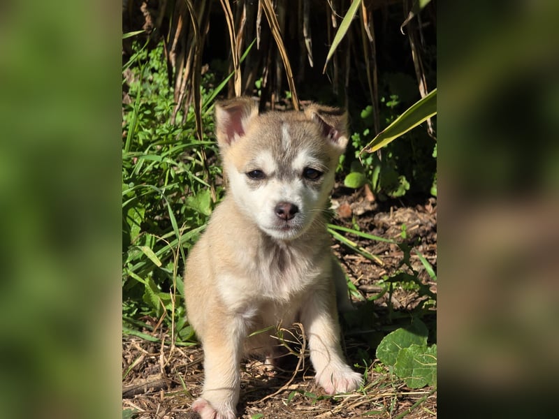 Hund Rüde Welpe Tierschutz Bundesweite Vermittlung