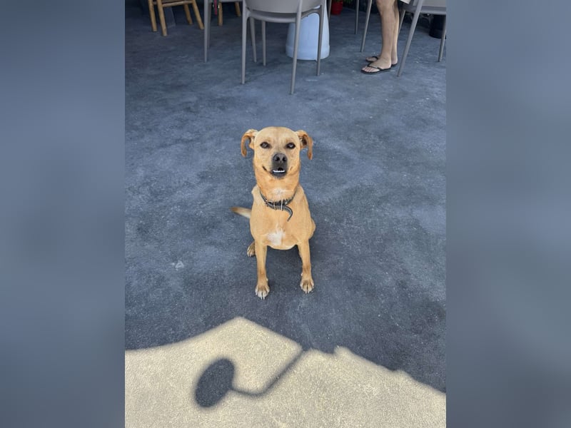 Hund Rüde Tierschutz Bundesweite Vermittlung Klein