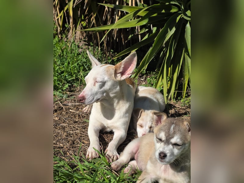 Hund Rüde Welpe Tierschutz Bundesweite Vermittlung