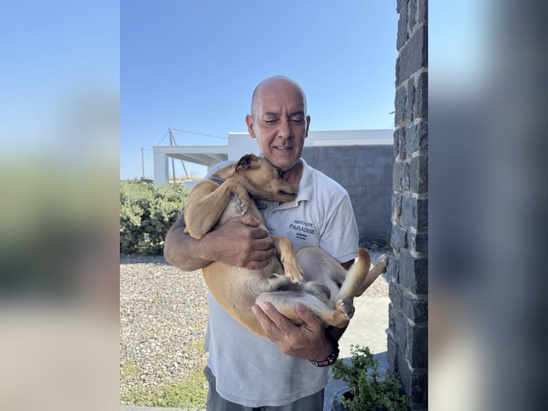 Hund Rüde Tierschutz Bundesweite Vermittlung Klein