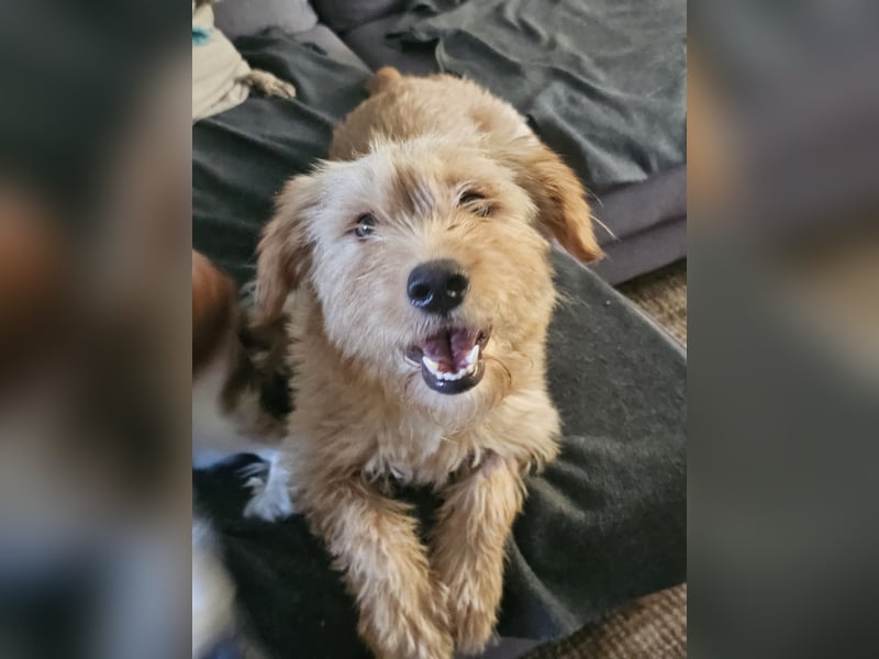 Hund Hündin Kastriert Bundesweite Vermittlung Tierschutz
