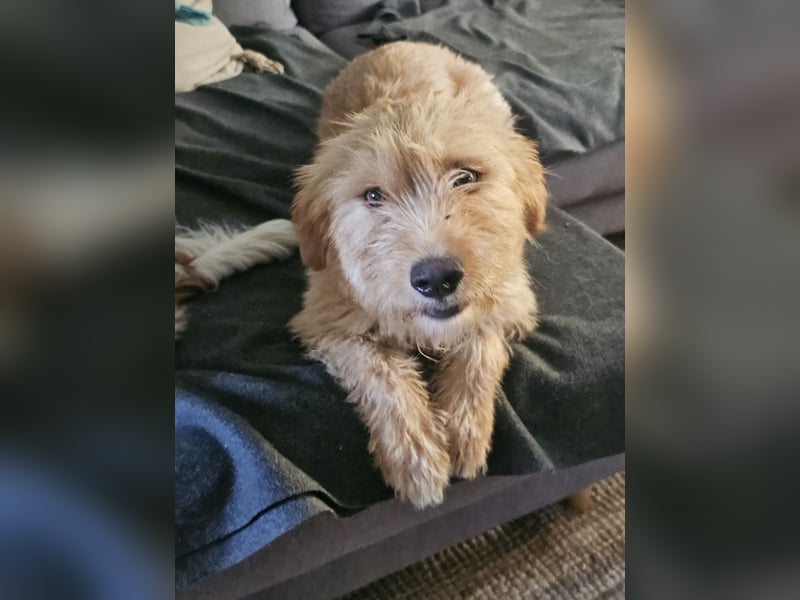 Hund Hündin Kastriert Bundesweite Vermittlung Tierschutz