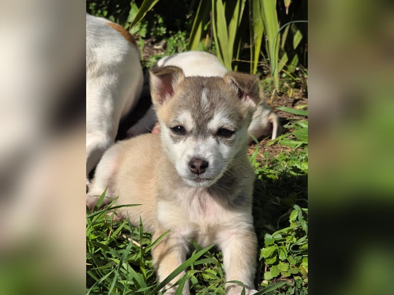 Hund Rüde Welpe Tierschutz Bundesweite Vermittlung