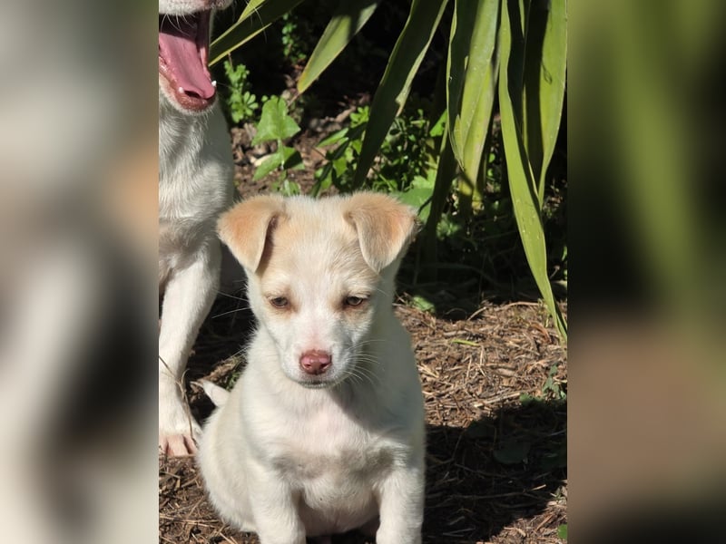 Hund Rüde Welpe Tierschutz Bundesweite Vermittlung