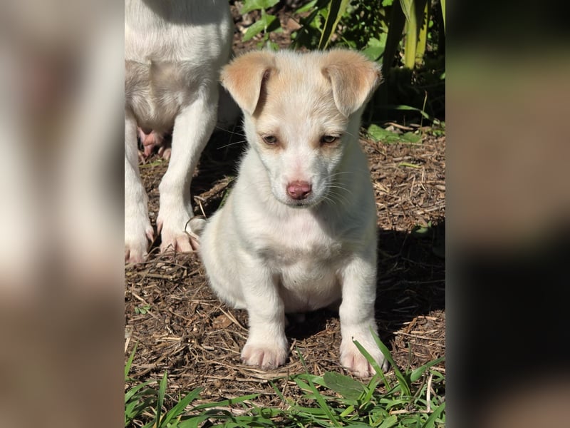 Hund Rüde Welpe Tierschutz Bundesweite Vermittlung